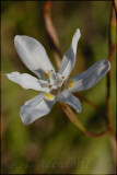 Moraea viscaria, Iridaceae