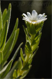 Osmitopsis asteriscoides, Asteraceae