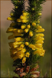 Erica patersonia, Ericaceae