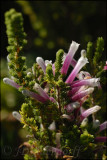 Erica perspicua, Ericaceae