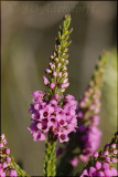 Erica pulchella, Ericaceae