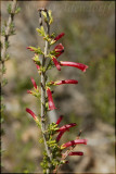 Erica sp., Ericaceae
