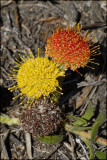 Leucospermum prostratum, Proteaceae