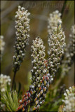 Spatella curvifolia, Proteaceae