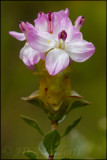 Saltera sarcocolla, Pennaeaceae