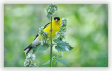 Ever Seen A Bird On Catnip?