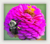 Its Ok Mr. Bumble. You Can Have That Flower!