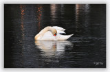 Mute Swan In The Wind