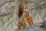 Rocky waits for peanuts