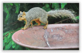 Rocky takes a short cut to the feeder