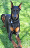 Introducing Cody Doberman