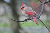 Cardinal Rules