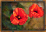 Poppies... Poppies... Floppy Poppies