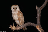 Barn_owl Tyto alba 7355.jpg