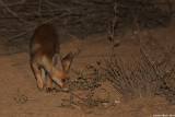 IMG_1513.   - Vulpes vulpes. Red Fox