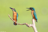 IMG_1332.jpg  Alcedo atthis