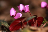 IMG_7158.Cyclamen coum