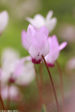 IMG_7559.jpg Cyclamen persicum