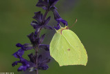 IMG_7191.jpg Gonepteryx cleopatra taurica  