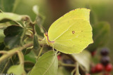 IMG_7349.jpg  Gonepteryx cleopatra taurica   