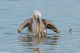 Pelecanidae 8649.white pelican