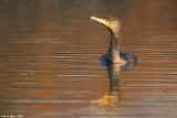   - Great Cormorant - Phalacrocorax carbo_9082.jpg