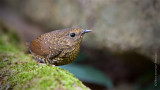 小鱗胸鷦鶥 Pygmy Wren Babbler HYIP2212_s.jpg