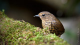 小鱗胸鷦鶥 Pygmy Wren Babbler HYIP2234_s.jpg