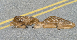 Fawn along road