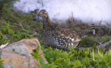 Sooty grouse (adult female)