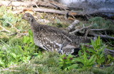 Sooty grouse Image 8