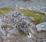 White tailed ptarmigan (adult female)