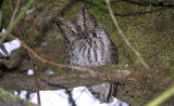 Western Screech Owl