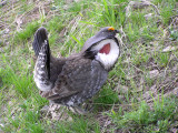 Dusky grouse