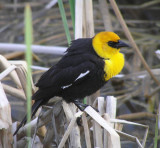 Yellow headed Blackbird