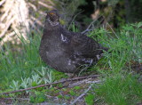 Sooty Grouse Image 3