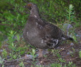 Sooty Grouse Image 1