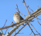 American Tree Sparrow