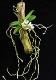 20113325 - Tuberolabium woodii 'Livingston' CHM AOS (85 points) 2-12-2011