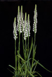 20105473  -  Spiranthes odorata (syn. cernua frma. odorata)  Autumn Snow  CCM AOS 84 points.jpg