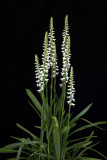 20105474  -  Spiranthes odorata (syn. cernua frma. odorata)  Autumn Pristine CCM AOS 85 points.jpg