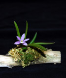 20124601 - Leptotes harryphillipsii 'Pixie' AOS/CBR.jpg 900.jpg
