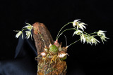 20124683  -  Dendrobium gregulus CBR/AOS 3-3-2012