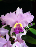 20124605 - Cattleya lueddamanniana 'Claire' HCC/AOS 77 points 4-17-2012.jpg