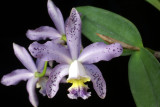 20113331 - Cattleya pittiae JFS HCC AOS 78 points 7 31 2011.jpg