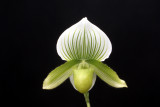 20113340  -  Paph. Hsinying Spring Green Cashs Memory AM AOS 80 points 3 12 20111.jpg