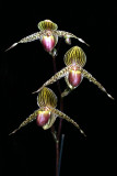 20113322  -  Paph. Transit Saint  Patti   AM AOS 85 points 2 19 2011.jpg