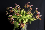 20113306 - Paph. Swanianum 'Don McNeely' CCM AOS 84 points 1 29 2011.jpg