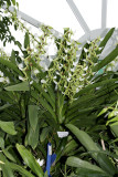 20113312  -   Angraecum eburneum Como Park Conservatiory  CCE AOS 91 points  1 29 2011.jpg