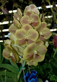 Vanda in Krull-Smith Display